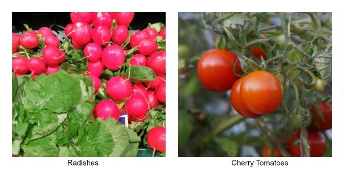 Easy Fruit and Vegetables to Grow With Kids