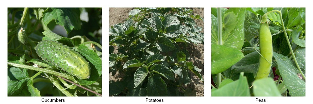 easy-vegetables-to-grow-with-kids