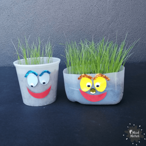 Recycled milk bottles for container gardening growing grass