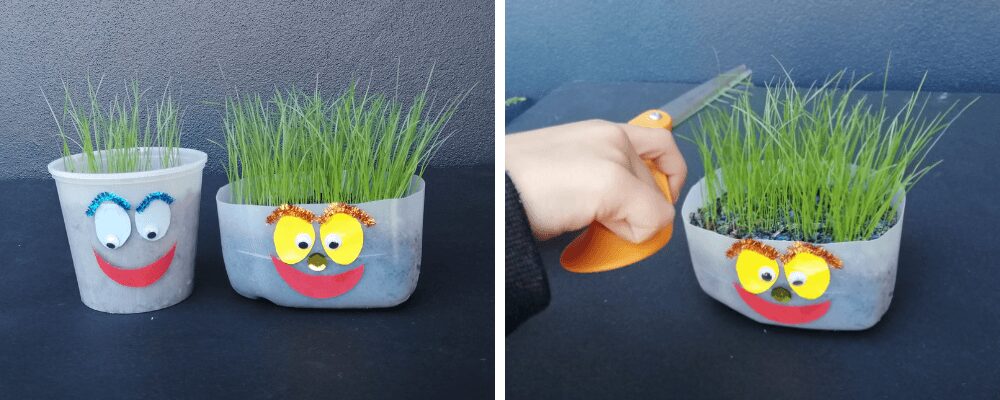 Recycled milk bottles for container gardening growing grass